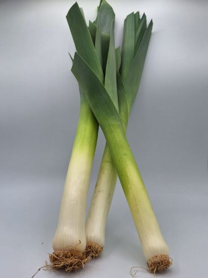 Bild von Bio Lauch PRA per kg 