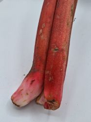 Bild von  Rhabarber per kg  