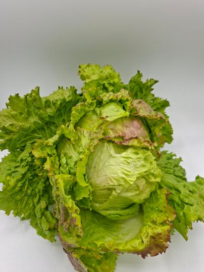 Bild von Bio Krauthäupl per Stk.