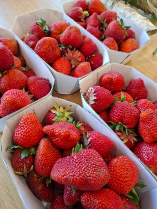 Picture of  Erdbeeren 500g Tasse  