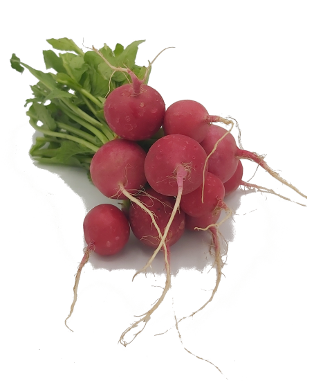 Bild von BIO -  Radieschen per Bund 