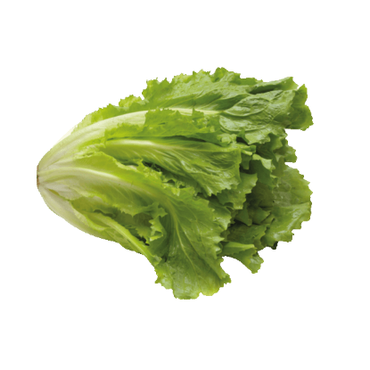Bild von BIO - Endiviensalat per Stk